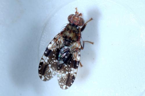 Tephritis vespertina